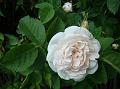 2010-0530-1515_Rose_19,2C